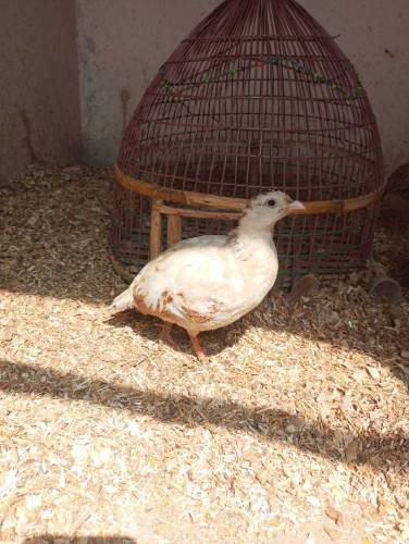 white teetar pair 