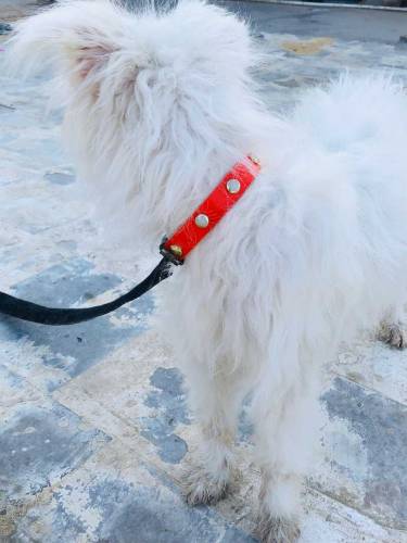 Female.Name Elikiya full active & friendly age 1 year price only 15000