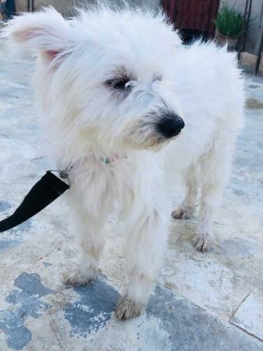 Female.Name Elikiya full active & friendly age 1 year price only 15000