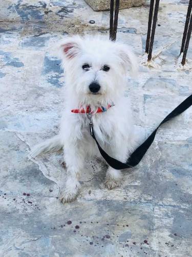 Female.Name Elikiya full active & friendly age 1 year price only 15000