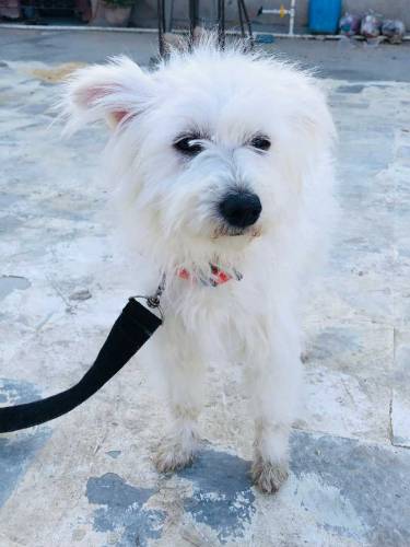 Female.Name Elikiya full active & friendly age 1 year price only 15000