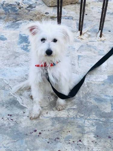 Female.Name Elikiya full active & friendly age 1 year price only 15000