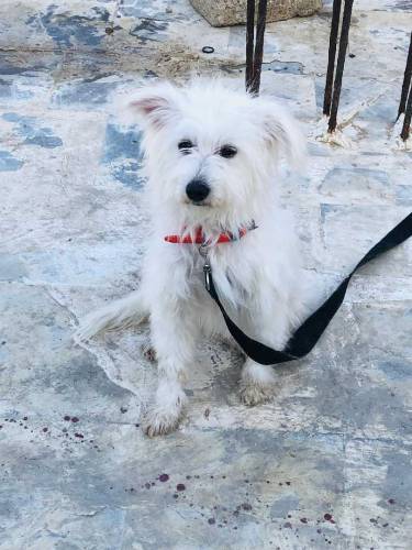 Female.Name Elikiya full active & friendly age 1 year price only 15000
