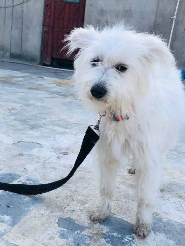Female.Name Elikiya full active & friendly age 1 year price only 15000
