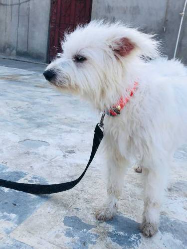 Female.Name Elikiya full active & friendly age 1 year price only 15000