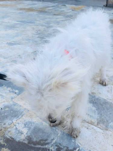 Female.Name Elikiya full active & friendly age 1 year price only 15000