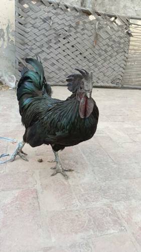 Ayam Cemani
