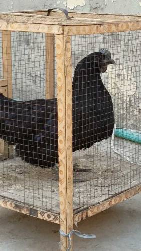 Ayam Cemani
