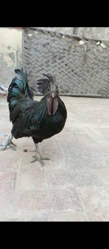 Ayam Cemani