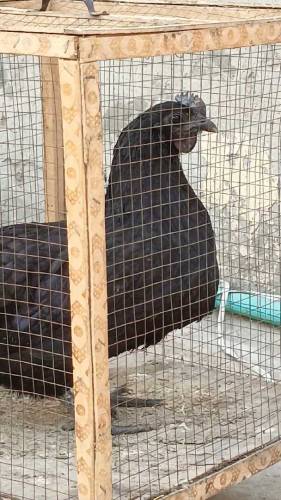 Ayam Cemani