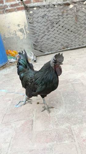 Ayam Cemani