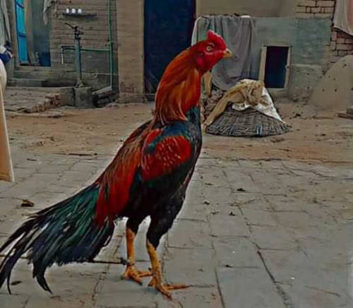 Top Quality Mianwali Aseel with cheap price 