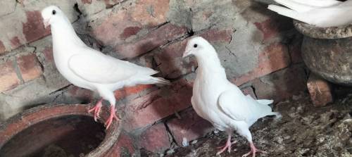 Pure Diwan sab Wala pair guaranteed high flying  03274855732