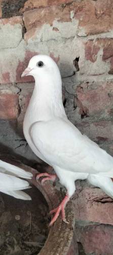 Pure Diwan sab Wala pair guaranteed high flying  03274855732