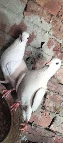 Pure Diwan sab Wala pair guaranteed high flying  03274855732
