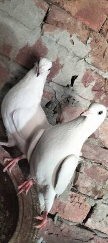 Pure Diwan sab Wala pair guaranteed high flying  03274855732