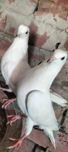 Pure Diwan sab Wala pair guaranteed high flying  03274855732