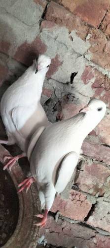 Pure Diwan sab Wala pair guaranteed high flying  03274855732