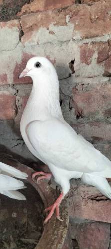 Pure Diwan sab Wala pair guaranteed high flying  03274855732