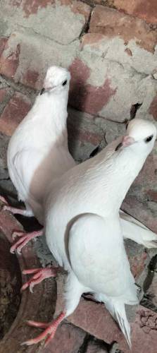 Pure Diwan sab Wala pair guaranteed high flying  03274855732