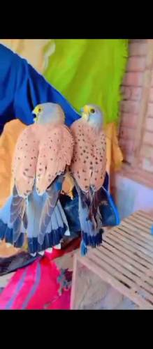 kestrel falcon pair
