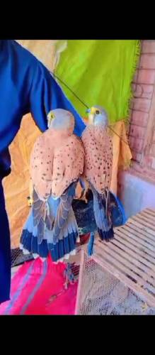 kestrel falcon pair