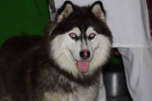 Siberian Husky Female