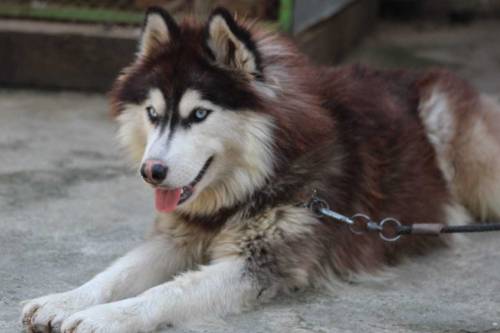 Siberian Husky Female