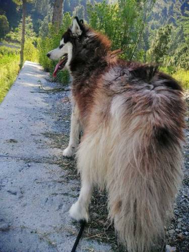 Siberian Husky Female