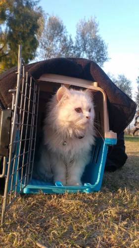 triple coat Persian cat very cute