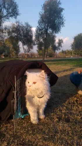 triple coat Persian cat very cute