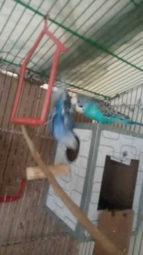 budgies pair for sale with egss AGR box le ge to extra charges ho ge