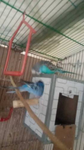 budgies pair for sale with egss AGR box le ge to extra charges ho ge
