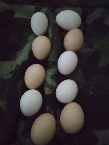 ayam smani high energy egg