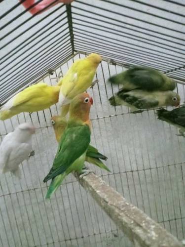love birds 