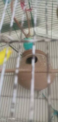 yello male green female for sale on rs 1150