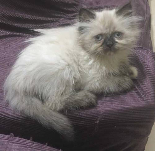 cat for sale 