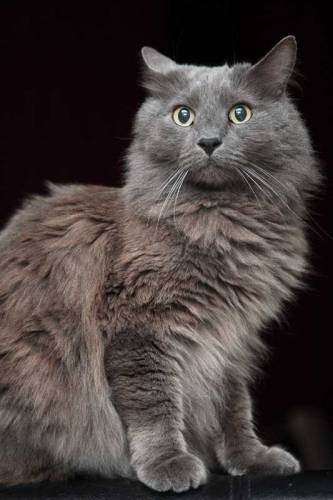cat