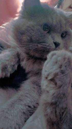 cat
