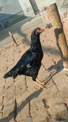 Aseel pair