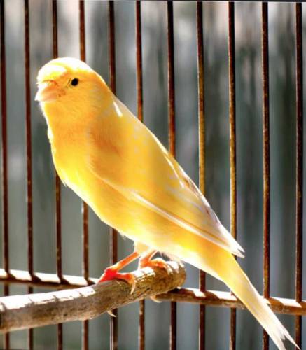 non stop singing male Canery for sale with cage