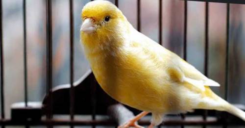 non stop singing male Canery for sale with cage