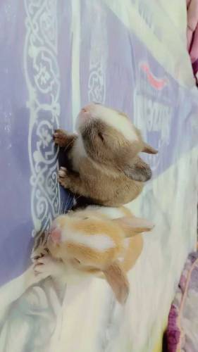 Rabbit babies