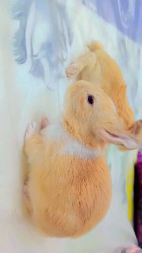 Rabbit babies
