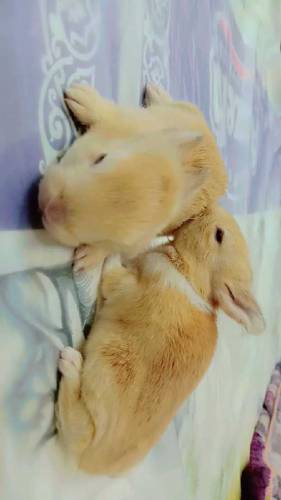 Rabbit babies