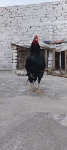 aseel Murga