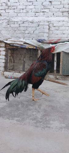 aseel Murga