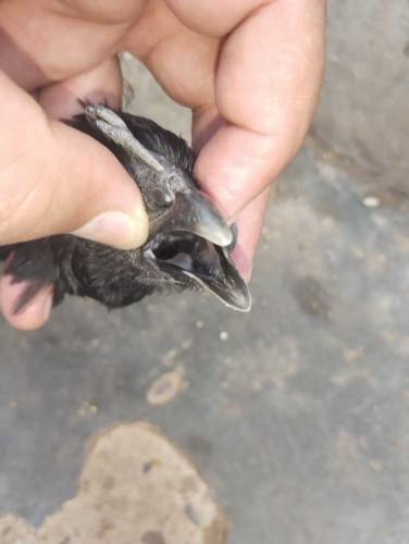 ayam cemani Indonesian breed 