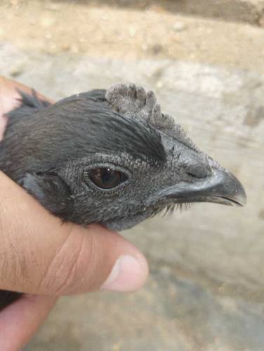 ayam cemani Indonesian breed 