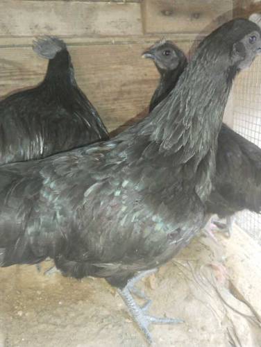 ayam cemani Indonesian breed 